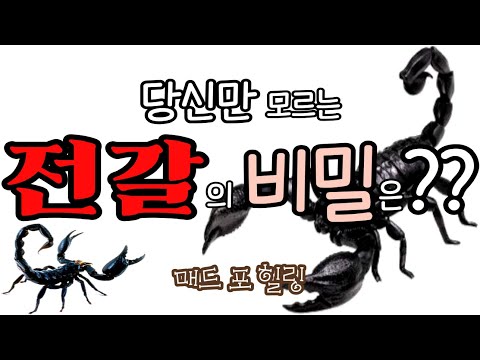 당신만 모르는 전갈의 비밀은??