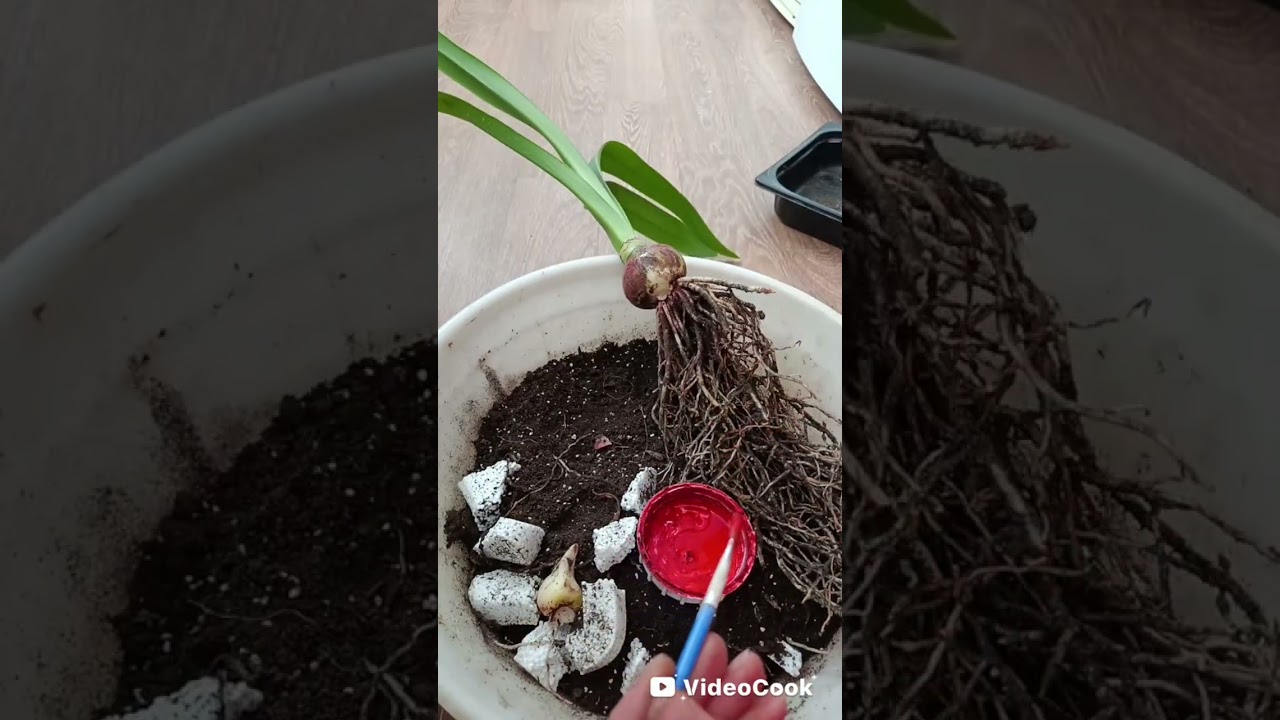 Пересадка цибулин гіпеаструма 🌺