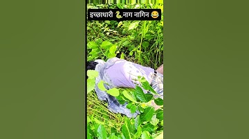 नाग नागिन 🐍😱#यूट्यूबशॉर्ट्स #वायरलवीडियो #ट्रेंडिंग #आपके लिए #मजाकिया #शॉर्ट्सवीडियो #वायरल