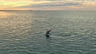 Paddling with Inquisitive Dolphins at Monkey Mia, May 2026