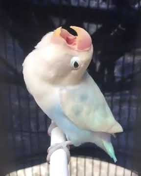 Love Bird ngekek Minor