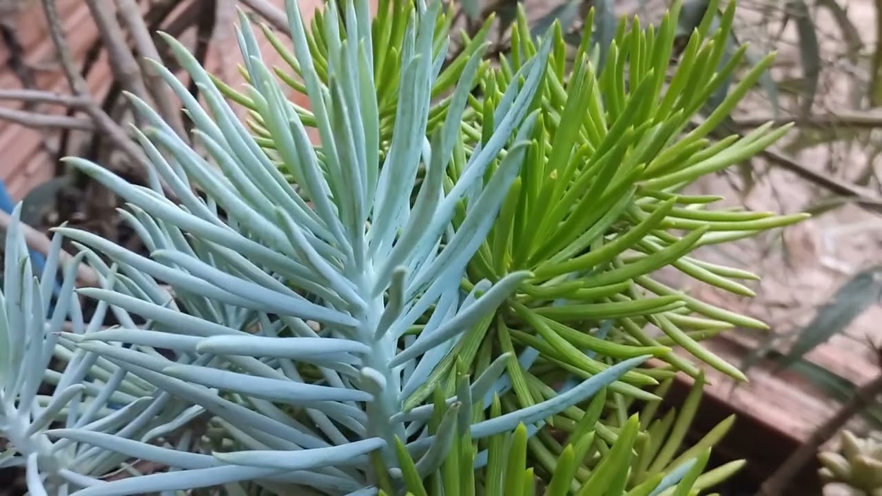como cultivar a suculenta senecio azul e o verde