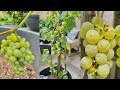 How to grow grapes in containers bear a lots of fruit