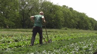 A Postcard from the Field: Epiphany Farms | Dateline NBC