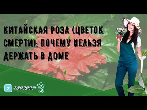 Китайская роза (цветок смерти): почему нельзя держать в доме