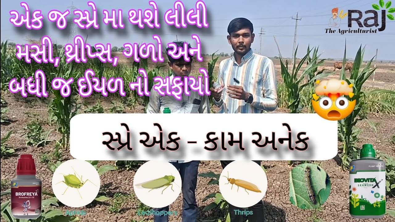 એક જ સ્પ્રે મા થશે લીલી મસી, થ્રીપ્સ, ગળો અને બધી જ ઈયળ નો સફાયો #BROFLANILIDE  #brofreya #thrips