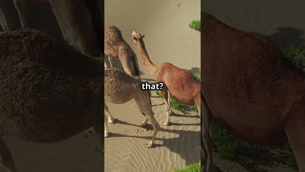 5 Mind Blowing Facts About Deserts! 