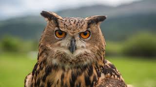 Feathered Focus: K2 the Eurasian Eagle Owl