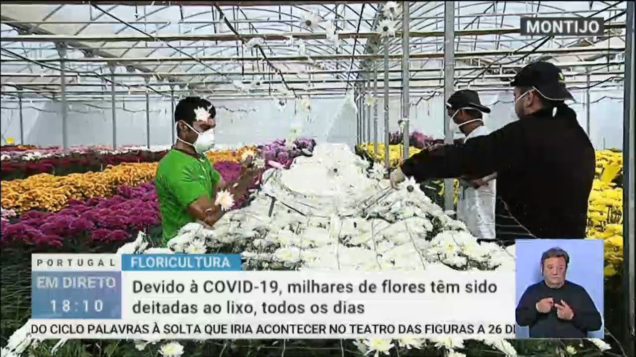 O Impacto Económico do COVID-19 na Floricultura