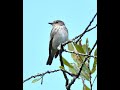 Spotted Flycatcher Spotted Flycatcher