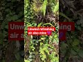 #minivlog #shortvideo #beautyofnature