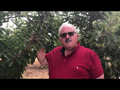 Video: Elma ağacı Mantet - çeşit açıklaması