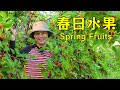 Follow axia up the mountain to pick fruits channel