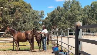 Halter training with Ruby
