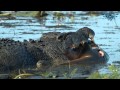 Crocodiles eating a human shocks tourists on Zambezi sunset cruise