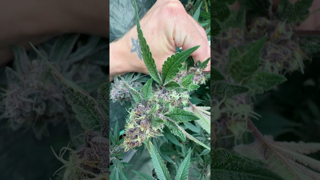 Relentless genetics n v this rozay x frozay. Black hawk genetics superboof x trop cherry.