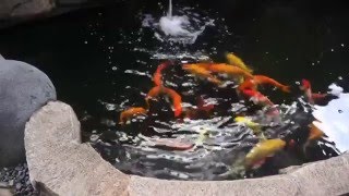 Profil Singkat Hanura