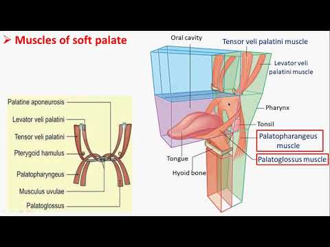 Soft Palate