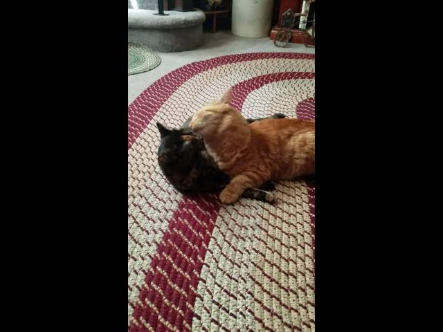 Tortoise shell and Ginger kitty! Brother/Sister cat love! class=