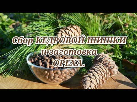 Сбор Кедровых Шишек и заготовка ореха.