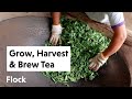 Cultivate harvest and prepare your own tea ep 244