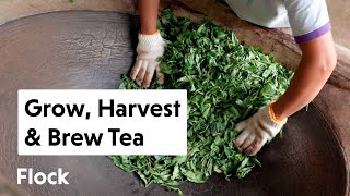 Cultivate, Harvest, and Prepare Your Own TEA - Ep. 244
