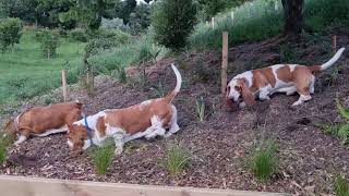 Basset hounds follow their noses up the hill