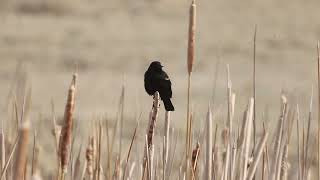 2023 03 26 Rocky Mountain Arsenal National Wildlife Refuge