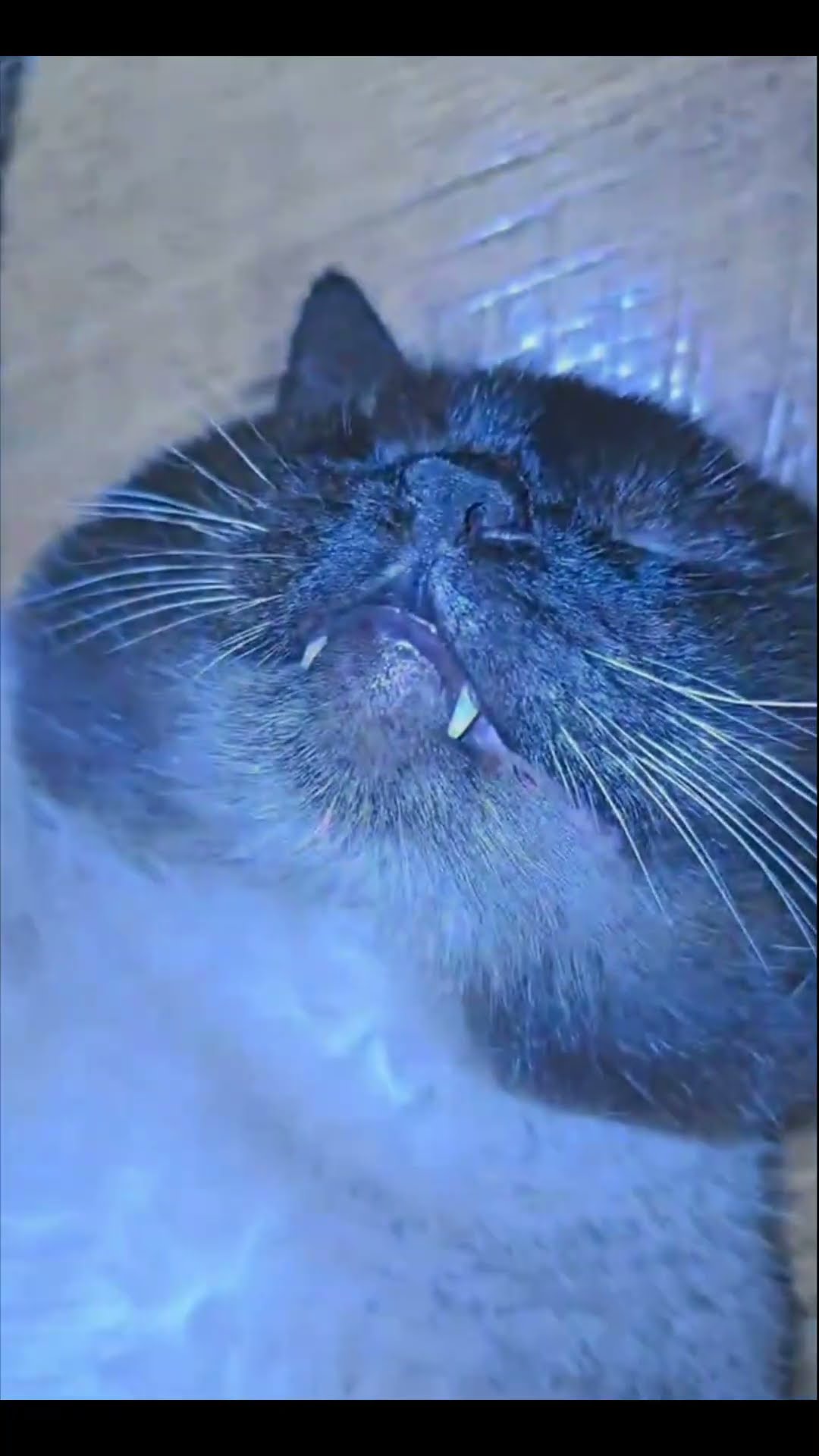 Owners Belly Rubs Fail to Stir Chubby Cat Lying on Its Back After Meat Feast