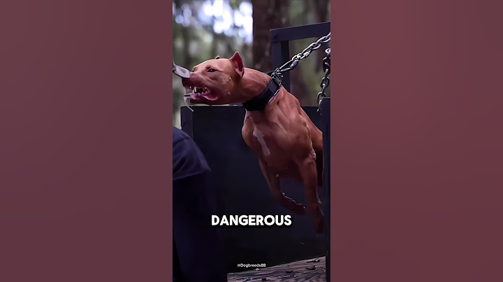 Most Dangerous dog that can kill you in a minute 😱❌#shortsfeed #viralshorts