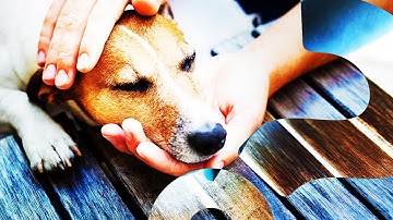 Your Dog Probably Loves You AT LEAST as Much as Food | HowStuffWorks NOW