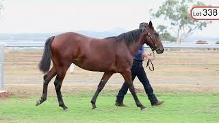 Lot 338 Soho Tribeca Country Change Filly