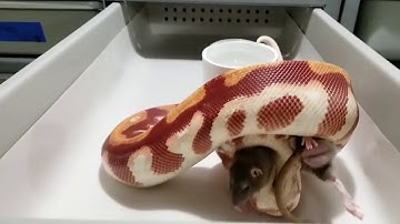 FeedIng Blood Pythons and Short Tail Pythons!