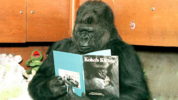 Koko The Talking Gorilla - DayDayNews
