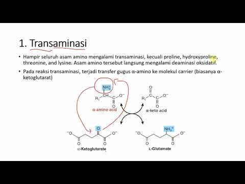 Video: Mengapa leusin tidak dapat menyediakan substrat untuk glukoneogenesis?