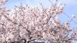 桜の花が散り始めた、平成最後の長野電鉄沿線。