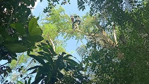 Cưa cây me nước trong sóc kỹ thuật cao