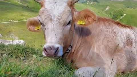 Come adottare una mucca in Veneto?