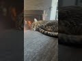 Our cat scored the golden ticket