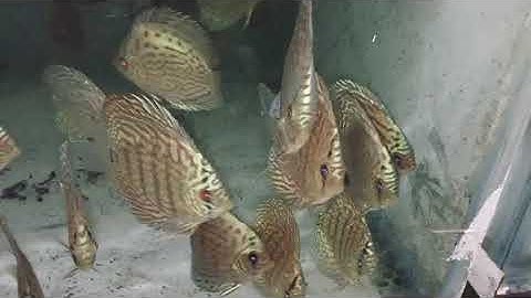 Ca dĩa xanh cobalt sĩ lẻ toàn quốc có trong ngày 0708934119