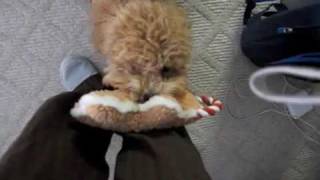 BB our super cute brown poodle love to play fetch by lemoneicey 2,561 views 15 years ago 43 seconds