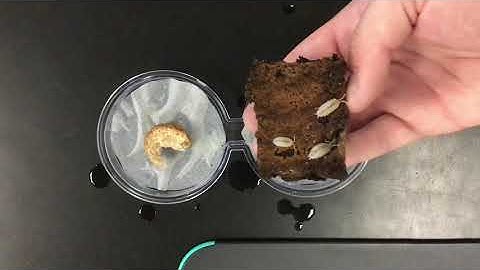 Isopod choice chamber 2020