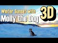 Winter Sunset with Molly the Dog 3D VR 180