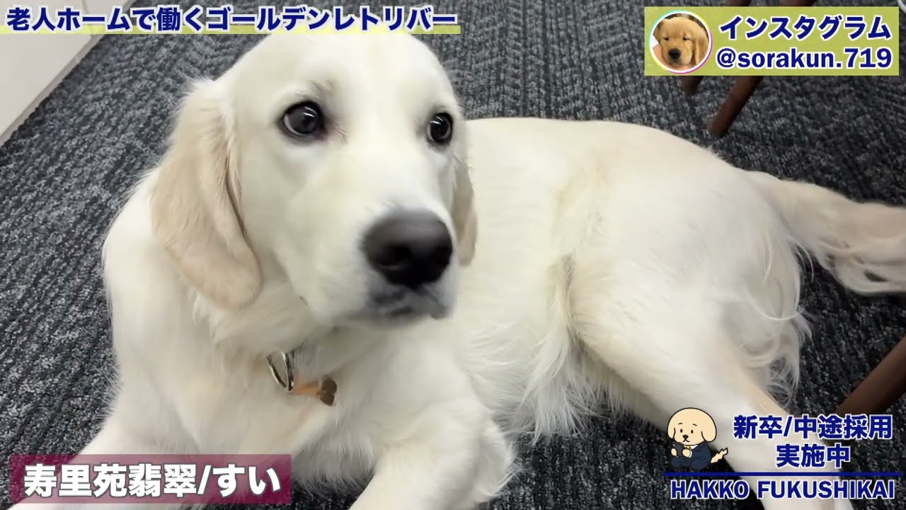 13秒でサクッと！】事務所の翠ちゃんです！ - YouTube