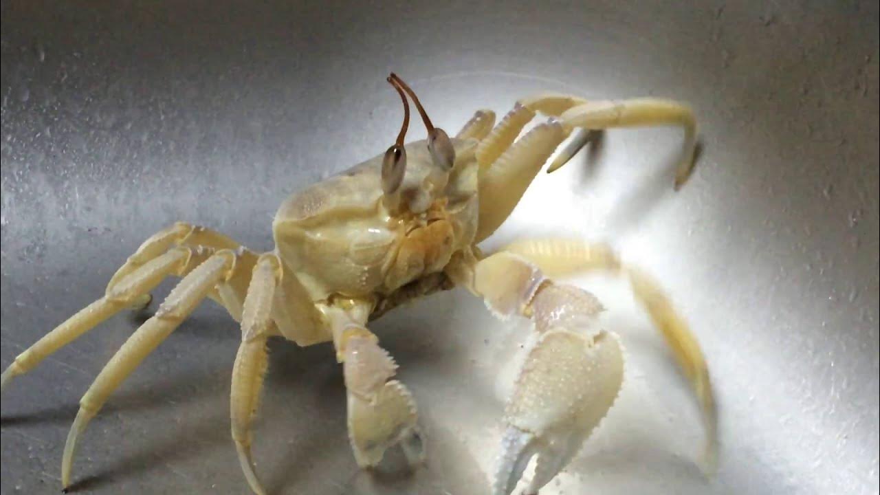 Crab washes eyes YouTube