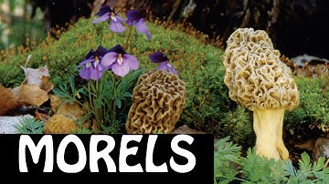 Morels #1:  Where to Find them, How to ID, Types of Morels