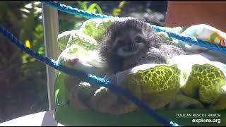 Rescued baby sloth Robin gets an adorable close-up in the sunshine!  🌞🥰   Recorded: 02\/20\/23