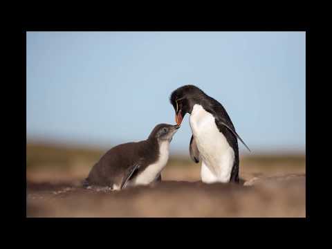 Wildlife Photography- BTS Photographing Rockhopper Penguins in the Falkland Islands