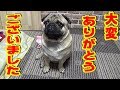 《超ブサかわパグ動画》 これ、犬が心から喜んでいるときの表情です。大変ありがとうございました。うちのパグ『おまめ日記』