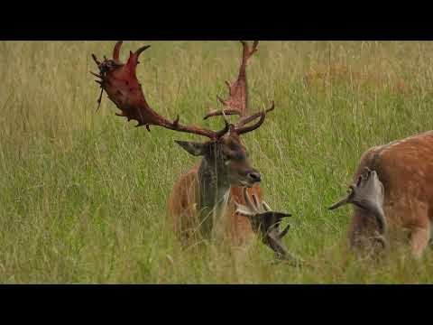 Daněk v době vytloukání - Videolovy - Life in nature